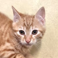 OLEG, chat à adopter