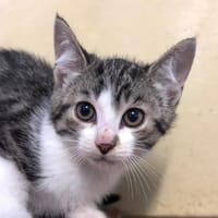 GRIBOUILLE, chatte à adopter