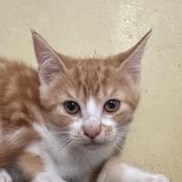 HANT, chat à adopter
