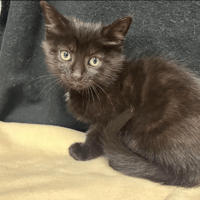 Buzz, chat à adopter
