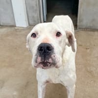 Matana, chienne à adopter