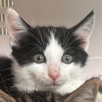 LUCETTE, chatte à adopter