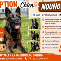 Nounours (Réservé), chien à adopter