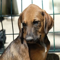 LUXIO, chien à adopter