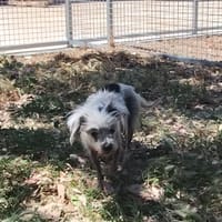 Punky, chienne à adopter