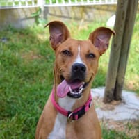 ICE, chienne à adopter
