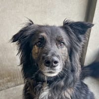 MALA, chien à adopter