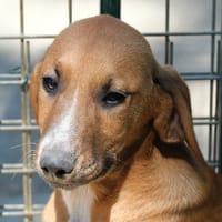 MARILL, chien à adopter