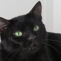 TOSKAN, chat à adopter