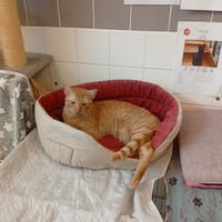 Azuré, chat à adopter