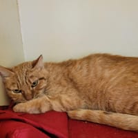 MAILLOT PAB28723, chat à adopter