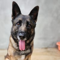 Orko, chien à adopter