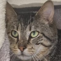 Sarrasin, chat à adopter