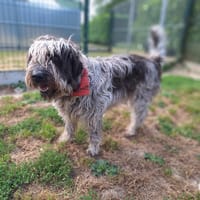 FOUFILLE, chienne à adopter