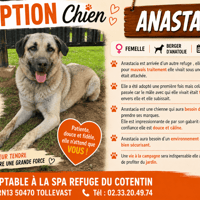 ANASTACIA, chienne à adopter