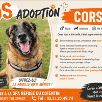 CORSO, chien à adopter