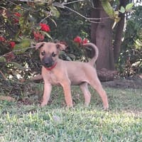 WANNIE , chiot femelle Berger Créole, chienne à adopter