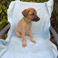 WILLA, chiot femelle Berger Créole, chienne à adopter