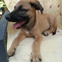 WILDER, chiot mâle Berger Créole, chien à adopter