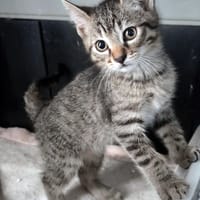 BERNARD, chat à adopter