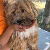 LEON, adorable petit chien, chien à adopter