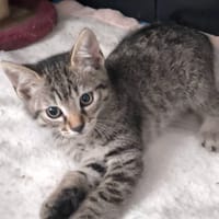 BIANCA, chatte à adopter