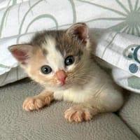 CLOCHETTE, chatte à adopter