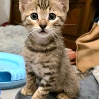 MILO, chat à adopter