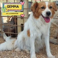 GEMMA, cane femmina da adottare