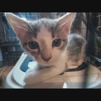 BELLA°°, chatte à adopter