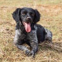 LOLO, chien à adopter