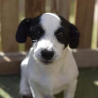 Welpenjunge AMAN, Hund zur Adoption