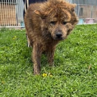 Hiro - sehr aparter Rüde, Hund zur Adoption