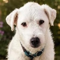 Nelly- sucht ihr Happyend, Hündin zur Adoption