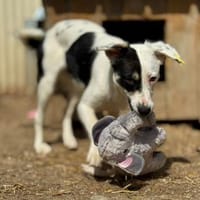 aktive Tiguana sucht ihre Menschen, Hündin zur Adoption
