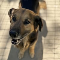 Hektor-Sensibler Deutscher Schäferhund-M, Hund zur Adoption