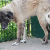 Santi - herzensgut u. verschmust, Hund zur Adoption