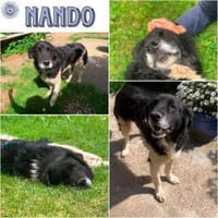 NANDO -ruhig, entspannt & bescheiden-, Hund zur Adoption