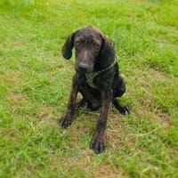 Bently ein toller lieber Rüde, Hund zur Adoption