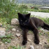 Lee, ein stolzer Kater, Kater zur Adoption