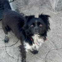 Holly - wartet in 50823 Köln 💕, Hündin zur Adoption