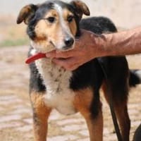 Jolene - unkompliziert u. zutraulich, Hündin zur Adoption