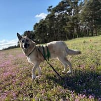 Phili  gerettet und dann?, Hund zur Adoption