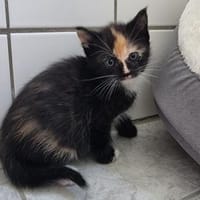 Kimmi, Kelly, Kete, Kaja, Katze zur Adoption
