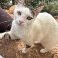 Nina, freundlich und etwas schüchtern, Katze zur Adoption