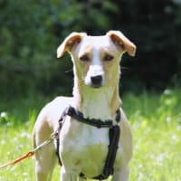 Ela - sanft, sensibel und liebenswert, Hündin zur Adoption