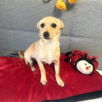 Chihuahua Pinscher Mix Mädchen Abby, Hündin zur Adoption