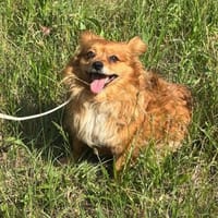 Chili, 5 Jahre alt, Couch potato, Hündin zur Adoption