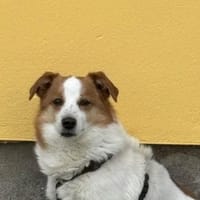 Kromfohrländer Mischling 6 Jahre alt, Hund zur Adoption