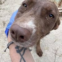 BROWNIE,  Soviel Liebe zu geben..., Hündin zur Adoption